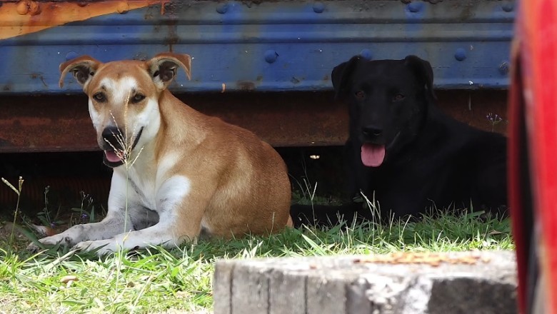 Unveiling the 3 Most Disobedient Dog Breeds According to Expert Analysis