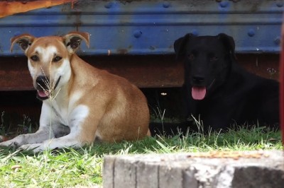 Unveiling the 3 Most Disobedient Dog Breeds According to Expert Analysis