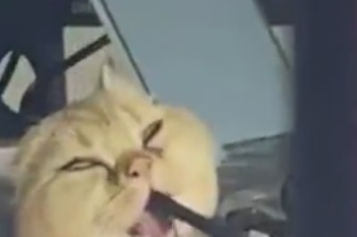 CAT-astrophe in the Kitchen: Hilarious Cat Goes on Rampage and Destroys Appliances!