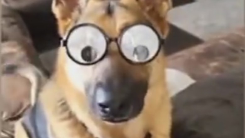 Fur-midable Funnies: The Most Hilarious Pet Hijinks You'll Ever See!