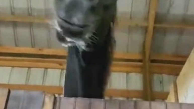 Giddy Up for Giggles: The Wildest and Funniest Horse Antics Ever!