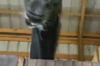 Giddy Up for Giggles: The Wildest and Funniest Horse Antics Ever!