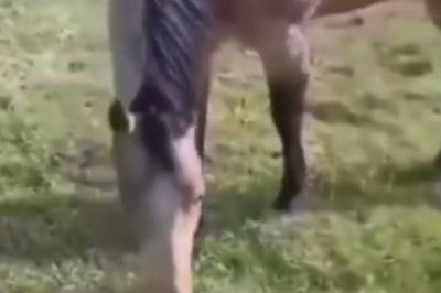 Hilarious Horse vs. Tiny Turtle Showdown: You Won't Believe Who Wins!
