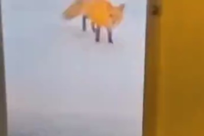 LMAO! Hilarious Compilation of Pets Being Comedy Superstars