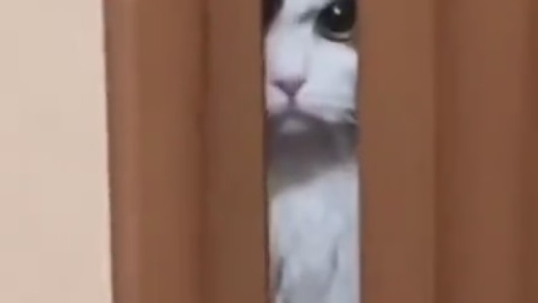 LOL Cats Compilation: Prepare for Cuteness Overload and Paw-some Laughs!