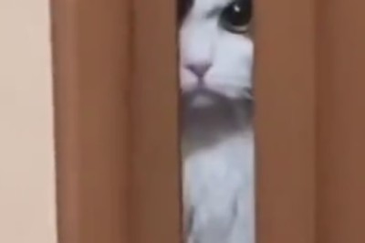 LOL Cats Compilation: Prepare for Cuteness Overload and Paw-some Laughs!