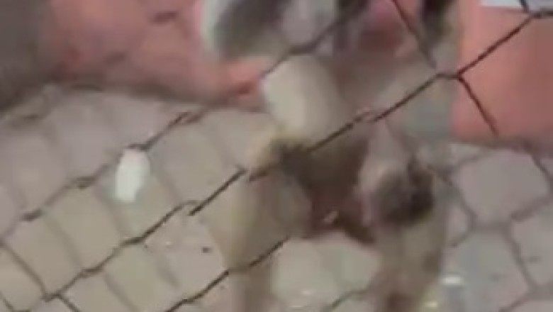 Monkey Business Gone Wild: When Pranks Go Bananas!