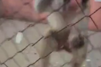 Monkey Business Gone Wild: When Pranks Go Bananas!