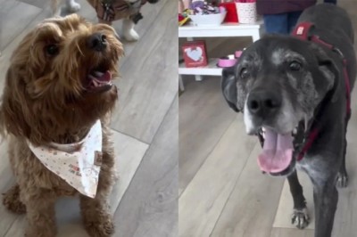 Paws and Play: Exclusive Dog Shopping Experience Goes Viral!