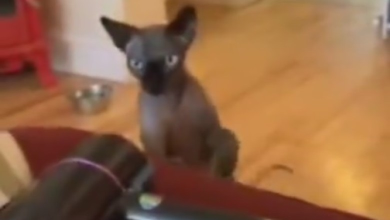 Pawsitively Hilarious: Unleashing the Fur-tastic World of Funny Pets!