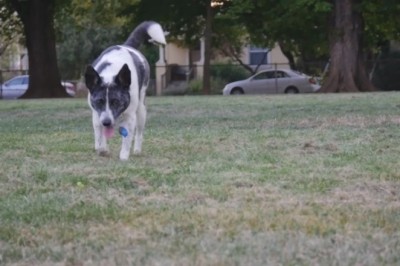 Understanding and Managing Excitement Urination in Dogs