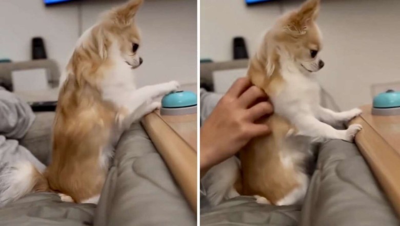 Barking Brilliance: The Heartwarming Tale of a Bell-Ringing Chihuahua Capturing Internet Hearts!