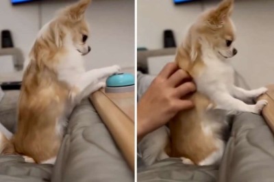 Barking Brilliance: The Heartwarming Tale of a Bell-Ringing Chihuahua Capturing Internet Hearts!