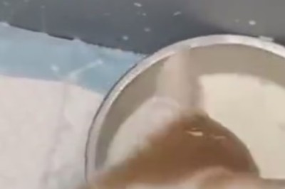 Double Trouble: Watch Two Adorable Kittens Cause a Milk-Spillage Fiasco!