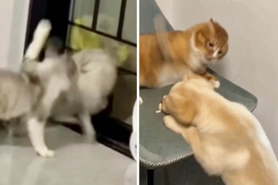 Feisty Feline Frenzy: Watch Quarrelsome Cats Bring Laughter and Entertainment to the Internet!