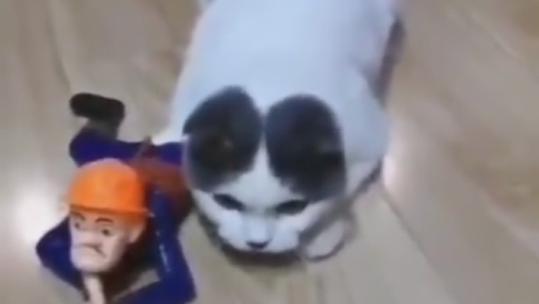 Laser Showdown: When a Mischievous Cat Takes on a Game Hunter - Who Will Prevail?