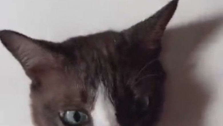 Purr-fect Glam: When a Cat Slays the Makeup Game like a Pro!