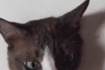 Purr-fect Glam: When a Cat Slays the Makeup Game like a Pro!