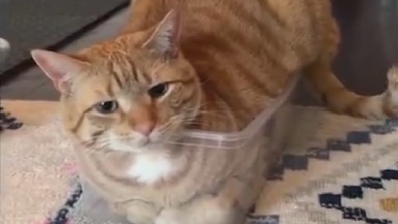 Purr-fectly Suited: Watch This Feline Fashionista Strut in a Cat-tastic Suit!