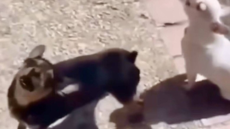 Quirky Canine Comedy: Viral Video of Bilingual Dogs 'Clucking' Leaves Internet in Stitches!