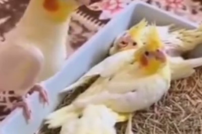Talk Birdy to Me: Parrot Teaches Baby Parrot the Art of Mimicking Sounds!