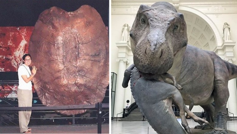 Unbelievable Ancient Discoveries Revealing the Enigmatic Past! (31 Photos)