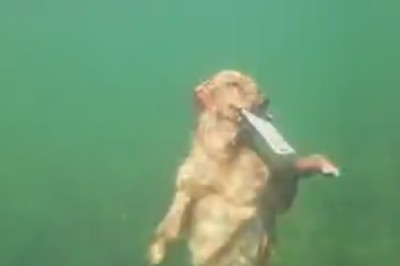 Woofy the Water Explorer: Dive into Laughter as This Dog Retrieves a Surprise Letter!