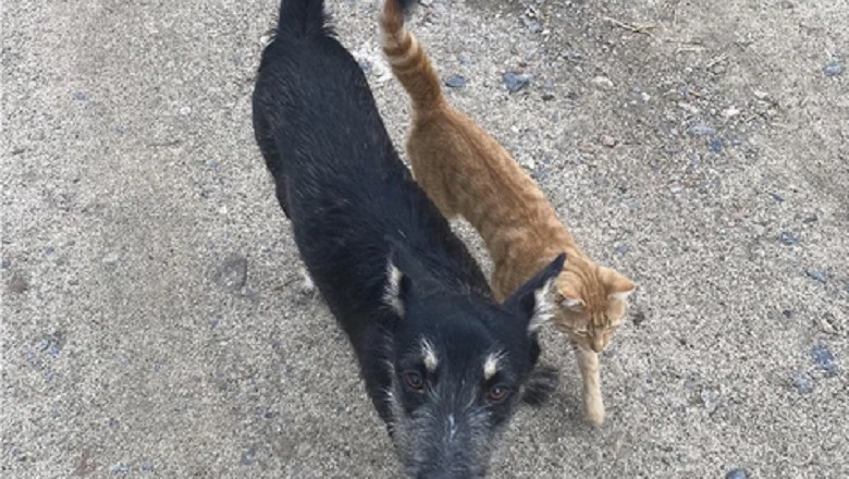 Heartwarming Video: Cat and Dog Embrace in Touching Moment After Rescued Together!