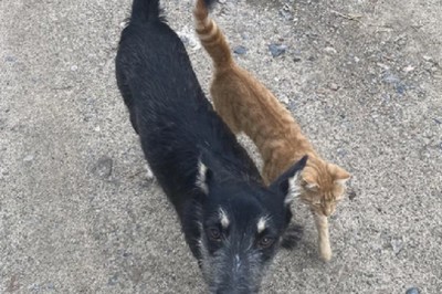 Heartwarming Video: Cat and Dog Embrace in Touching Moment After Rescued Together!