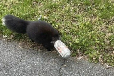 Surprise Skunk Encounter: From Cat Rescue Mishap to Motherly Reunion Reveals Nature's Sweet Secret!