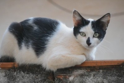 The Enigma of Cats and Water: Unveiling the Fear