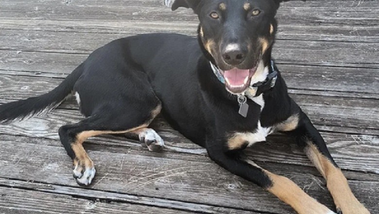 Unexpected Love Story: From Small Dog Dreams to Embracing a Giant Companion - A Heartwarming Journey of Unforeseen Bonds!