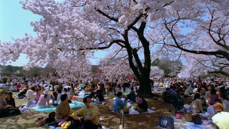 Unveiling the Surprising Truth Behind Why 60% of Japanese Workers Now Detest Cherry Blossom Viewing!