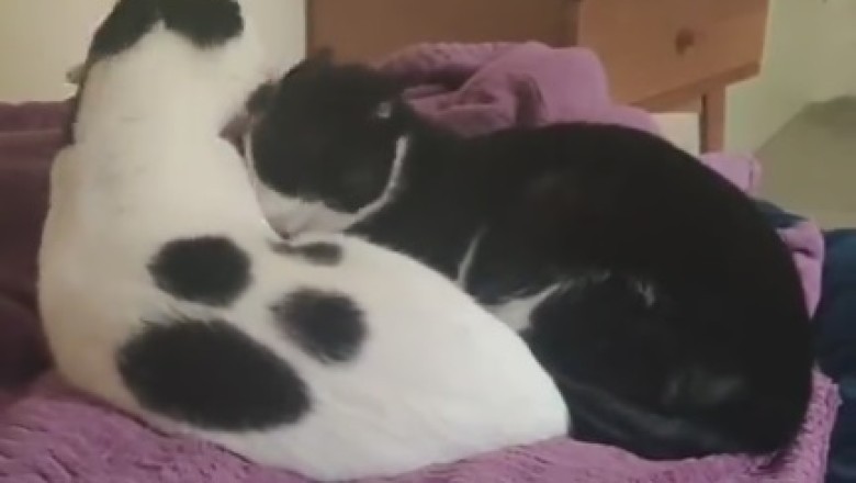 Cat-tastic Comedy Duo: Watch These Two Beautiful Cats in Hilarious Hijinks!