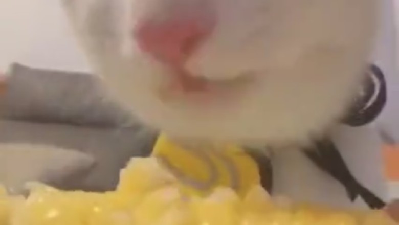 Cat Vs Corn: The Epic Battle of the Fluffy Eater!