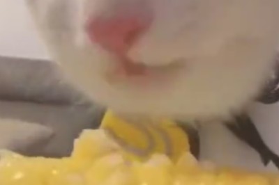 Cat Vs Corn: The Epic Battle of the Fluffy Eater!