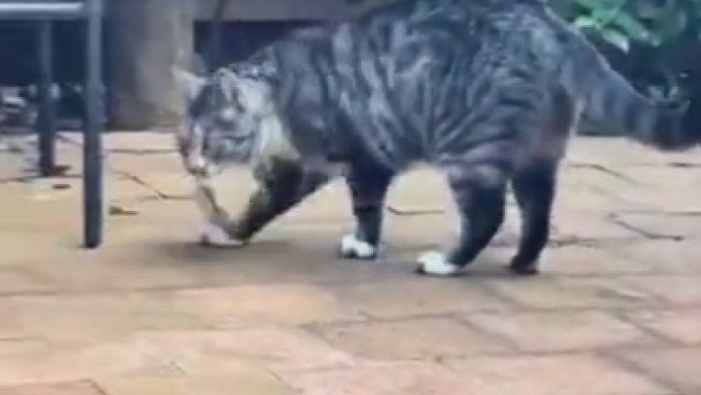 Epic Showdown: Cat vs. Mouse!