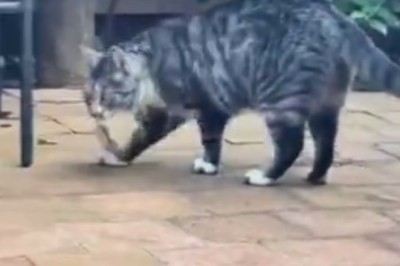 Epic Showdown: Cat vs. Mouse!