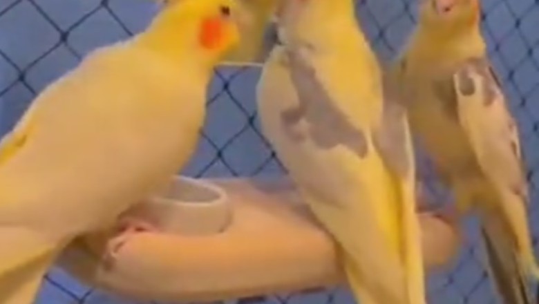 Feathered Fashionista: The Glamorous Life of a Beautiful Cockatiel!