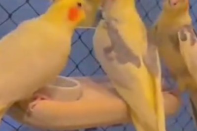 Feathered Fashionista: The Glamorous Life of a Beautiful Cockatiel!