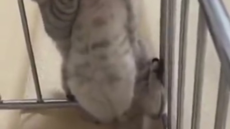 Feline Contortionist Alert! Watch as Cat Masterfully Squeezes Through Iron Bars in Hilarious Video!