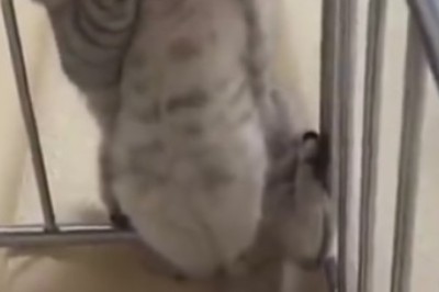 Feline Contortionist Alert! Watch as Cat Masterfully Squeezes Through Iron Bars in Hilarious Video!