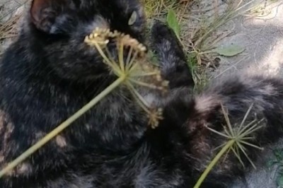 Hilarious Cat Chronicles: Adventures of a Lone Kitty in an Empty Room!