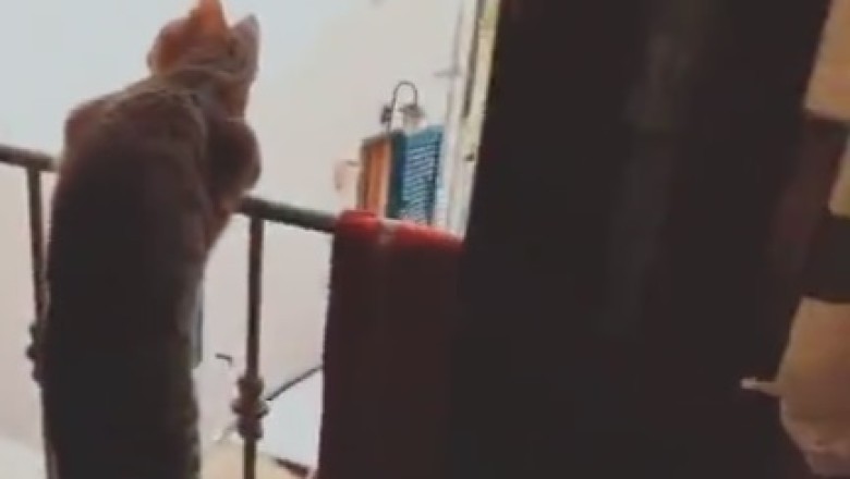 Hilarious Cat Shenanigans: Watch This Adorable Feline's Comedy Routine Unfold!