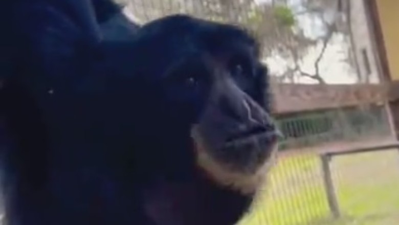 Hilarious Hijinks: Gibbon Goes Wild in this Side-Splitting Primate Parody!
