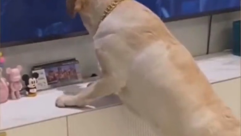 Hilarious Moment as Dog Falls for Sandwich on TV!