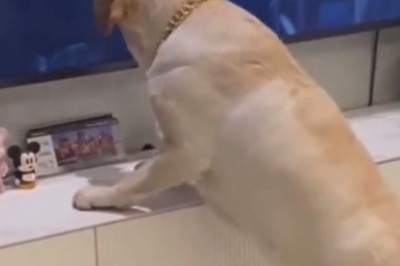 Hilarious Moment as Dog Falls for Sandwich on TV!