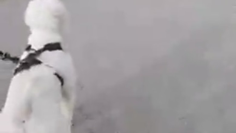 Hilarious Shepherd Dog Playdate: Will This Good Boy Win Over His New Friends?