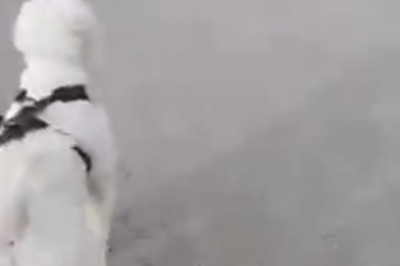 Hilarious Shepherd Dog Playdate: Will This Good Boy Win Over His New Friends?