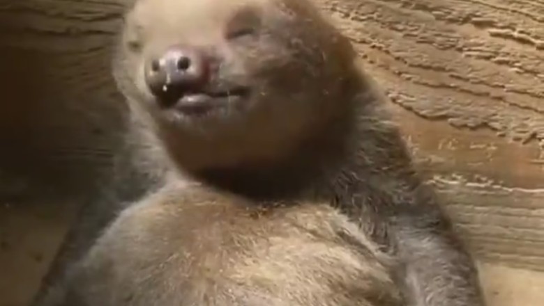 Hilarious Sloth Shenanigans: Watch These Peeing Sloths Go Slow-mo Crazy!